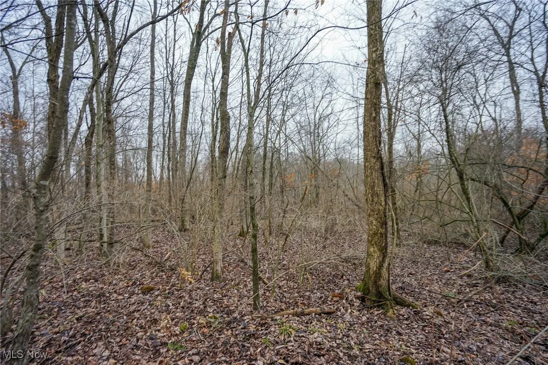 View of local wilderness