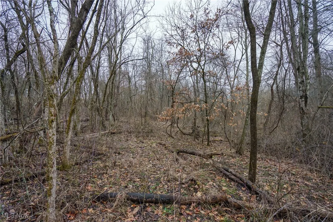 View of local wilderness featuring a view of trees