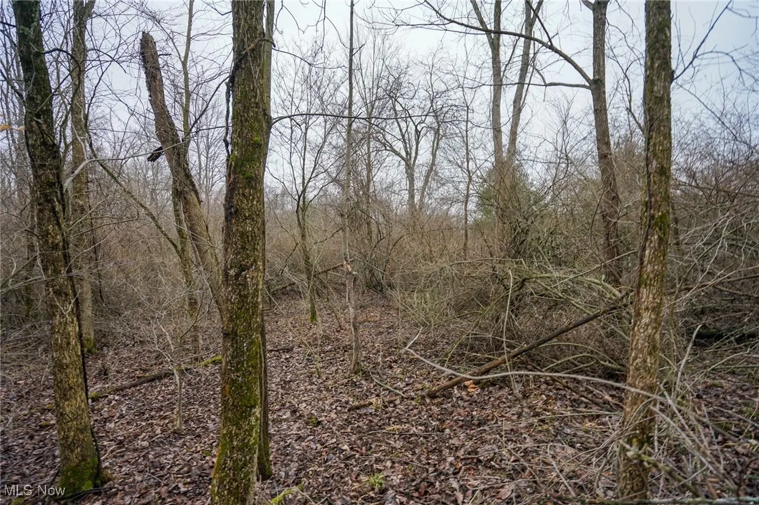 View of local wilderness
