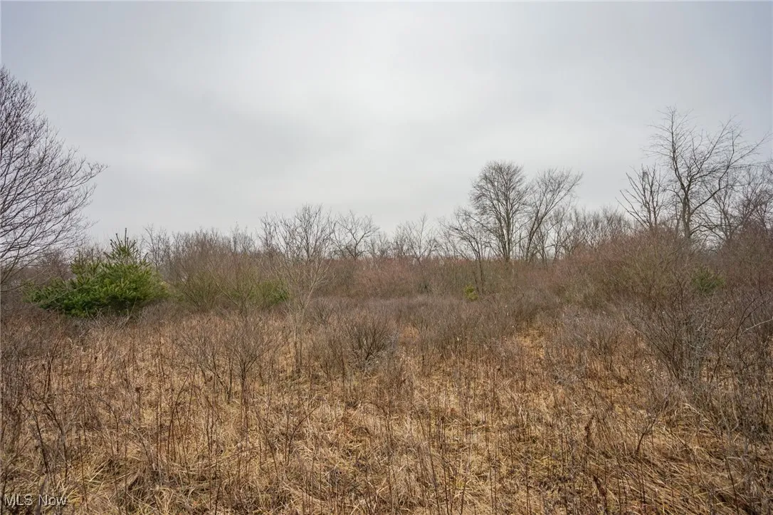View of local wilderness