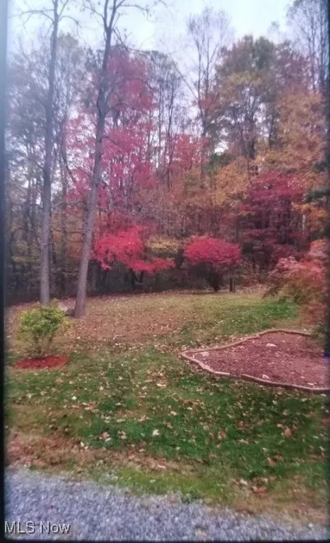 View of yard with trees