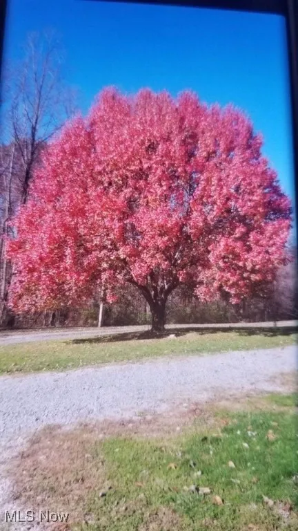 View of mature tree