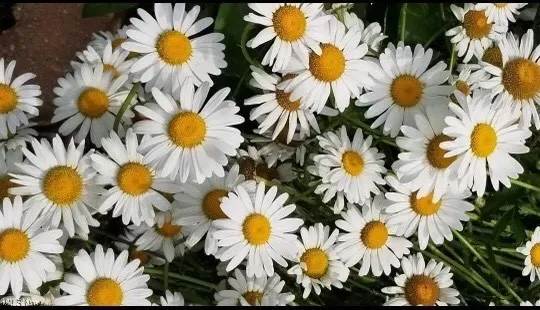 View of flowers