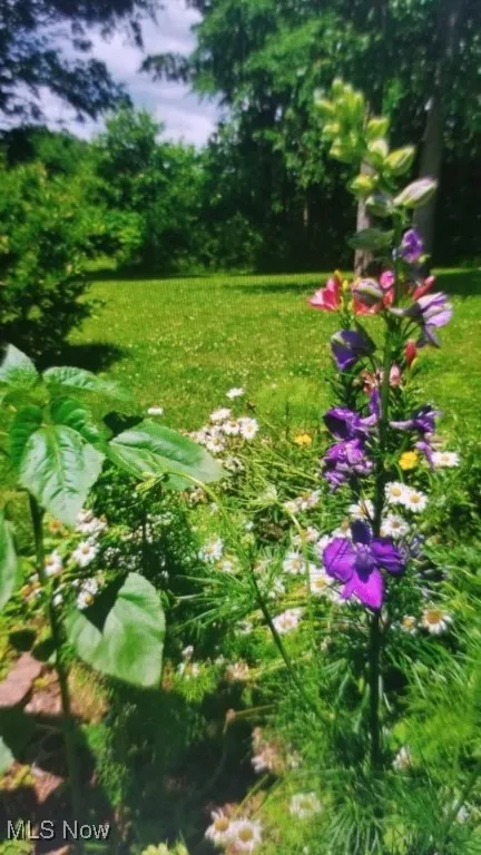 View of yard with flowers