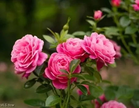 View of yard with flowers