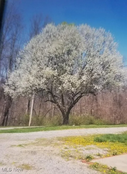 View of yard with flowering tree