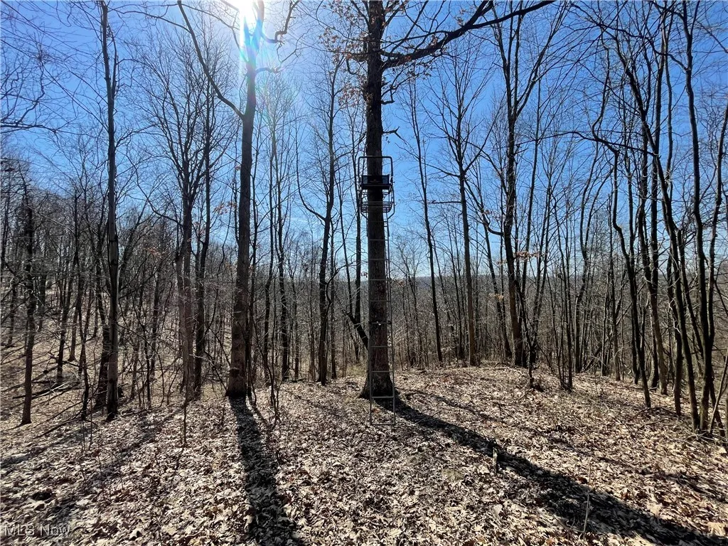 View of local wilderness with a wooded view