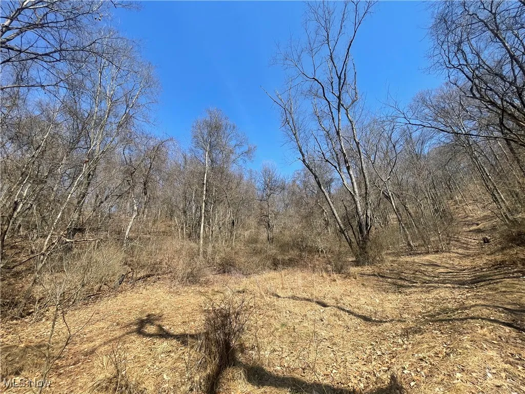 View of nature with a wooded view