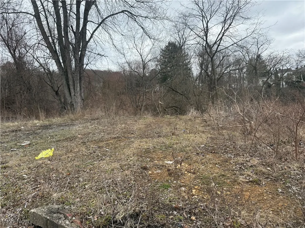 View of local wilderness