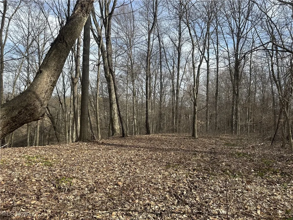 View of local wilderness
