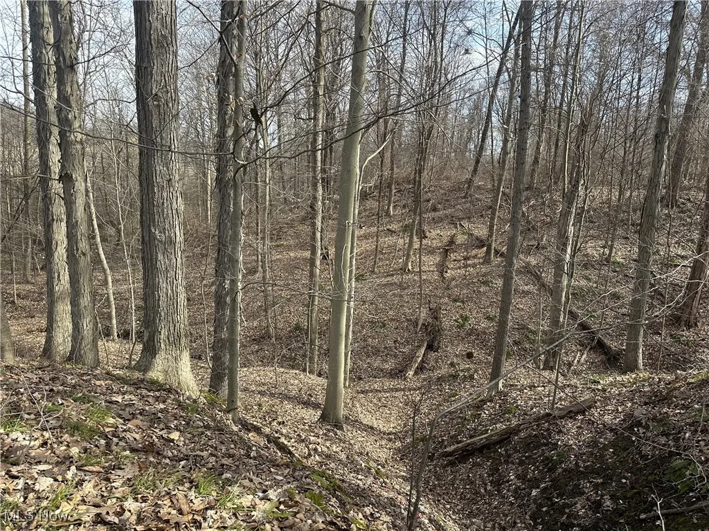 View of local wilderness