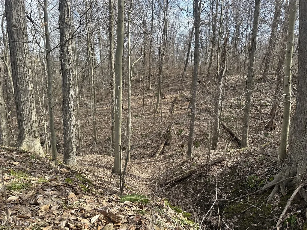 View of local wilderness