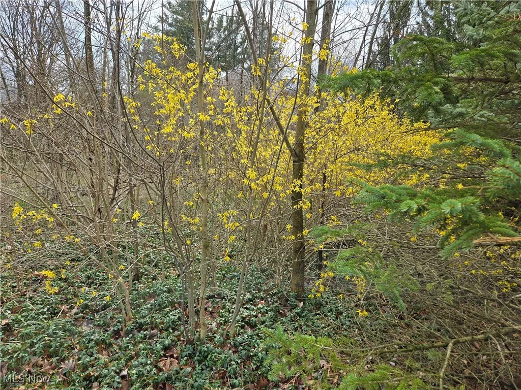 Spring flowers!!
