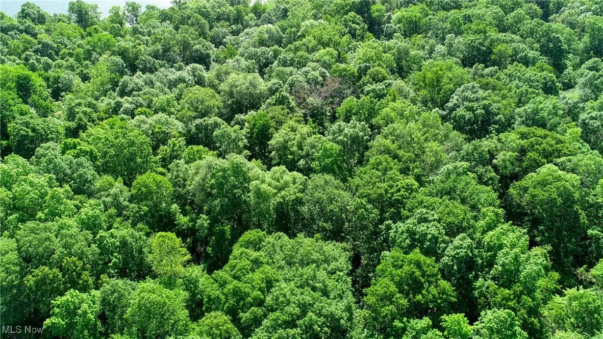 Drone / aerial view of a forest