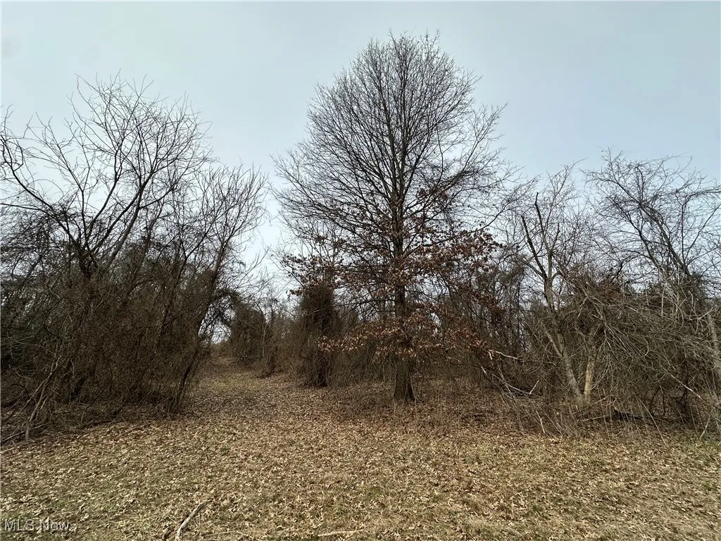 View of local wilderness