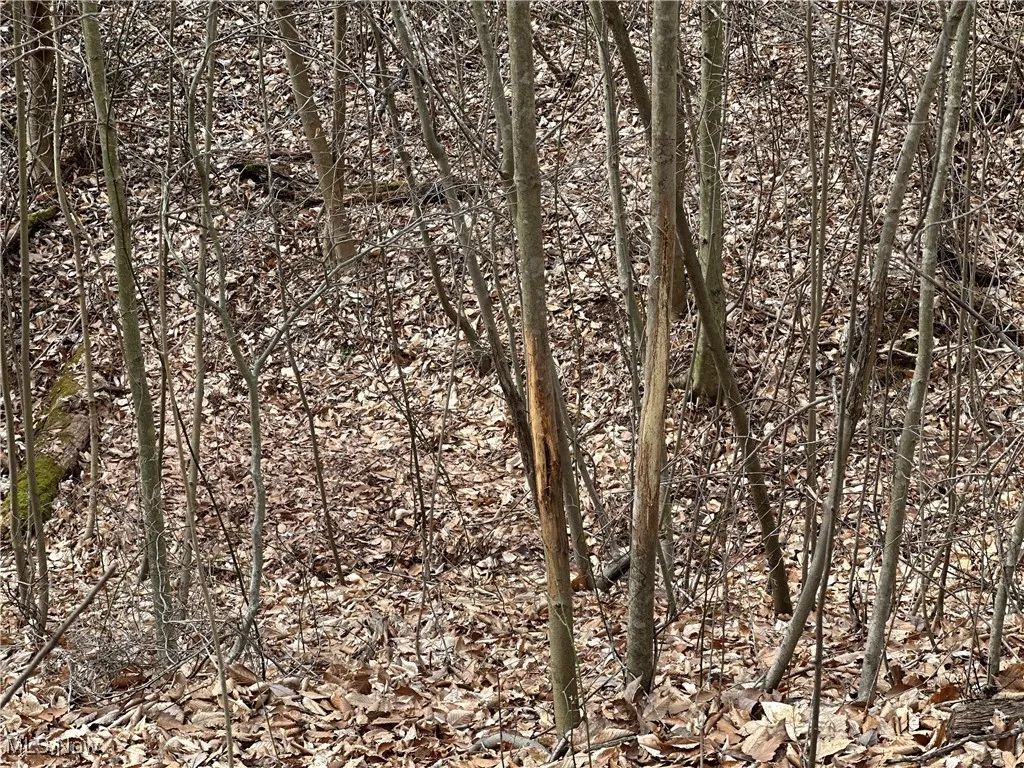 View of local wilderness