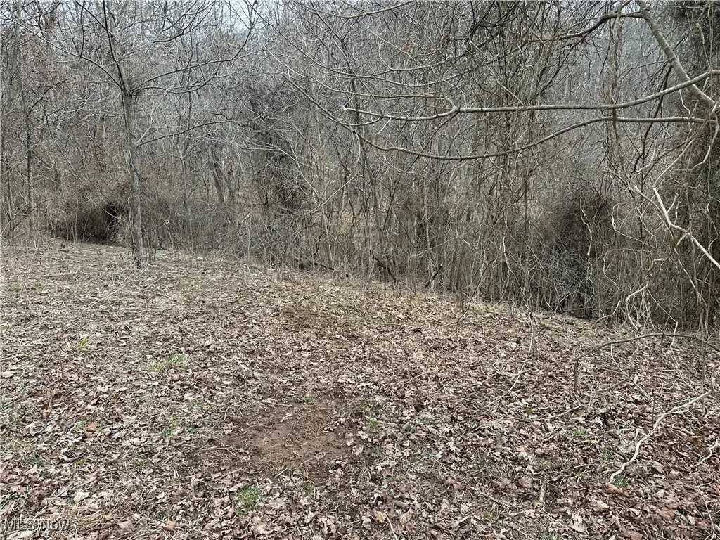 View of local wilderness