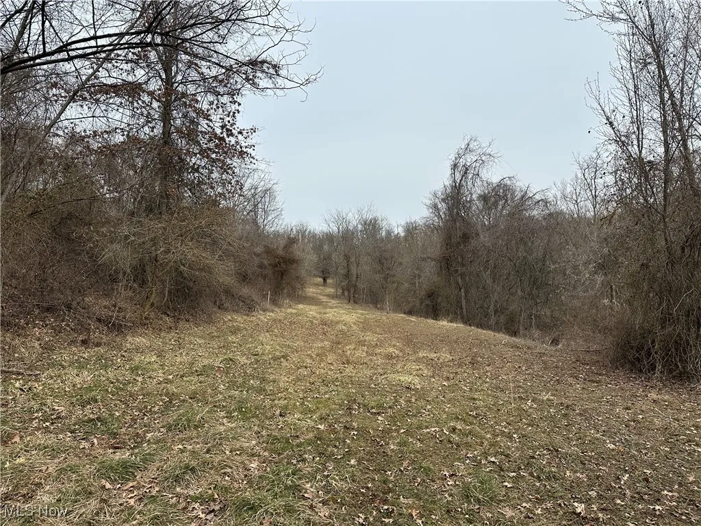 View of local wilderness