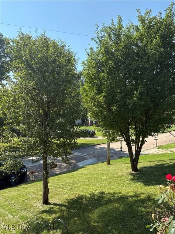 Trees front yard view

