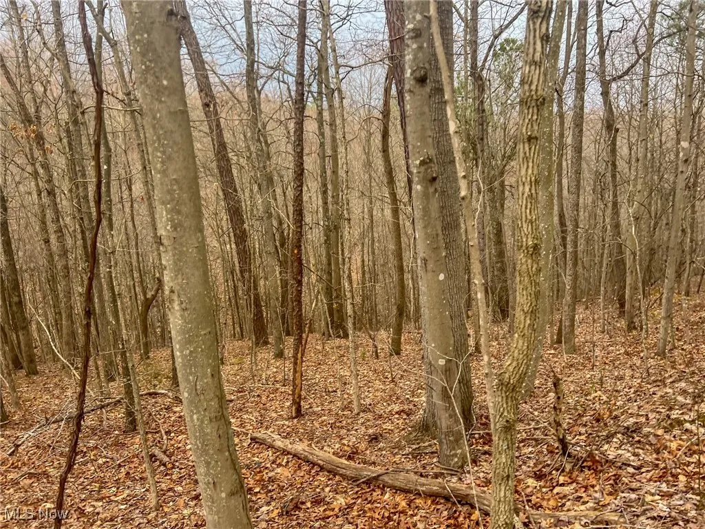 View of local wilderness featuring a wooded view