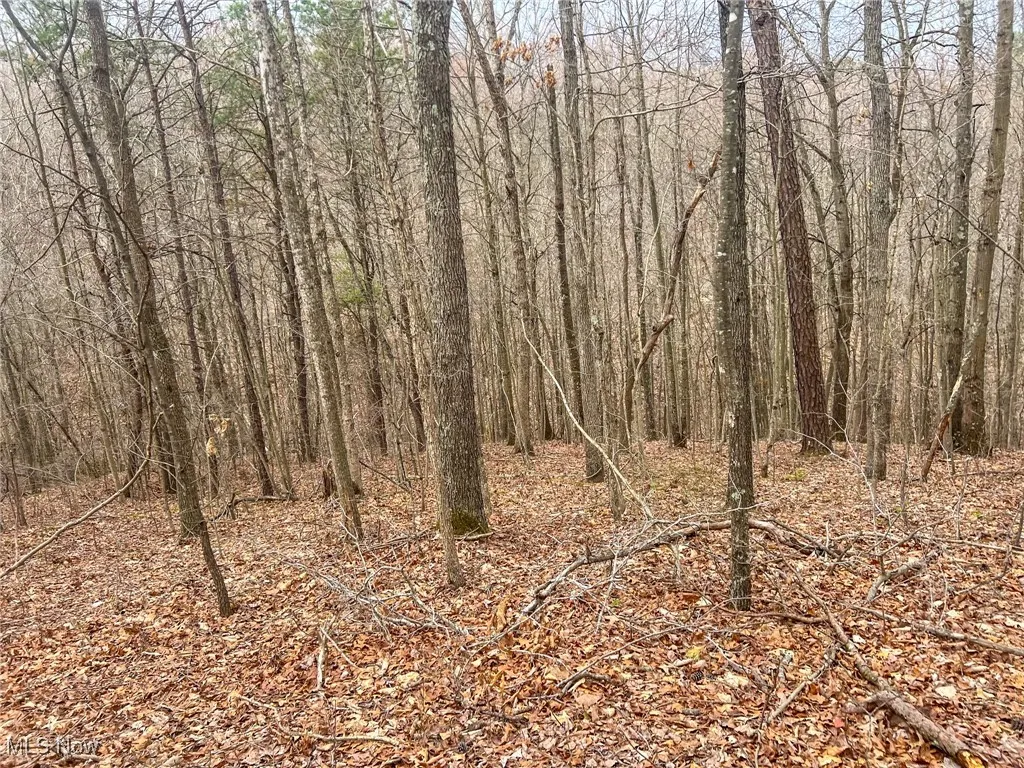 View of local wilderness