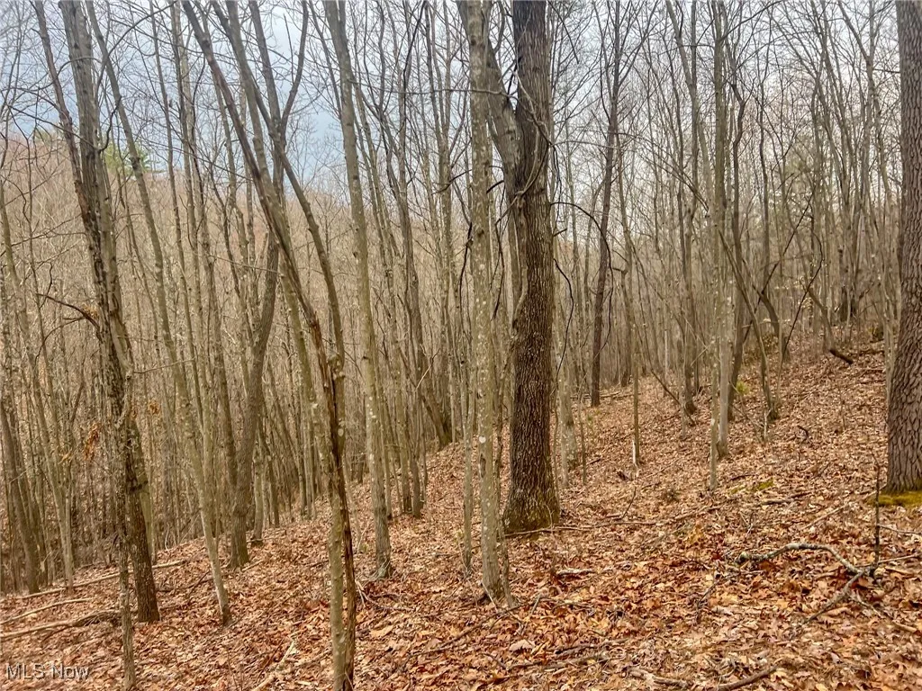 View of local wilderness featuring a forest view