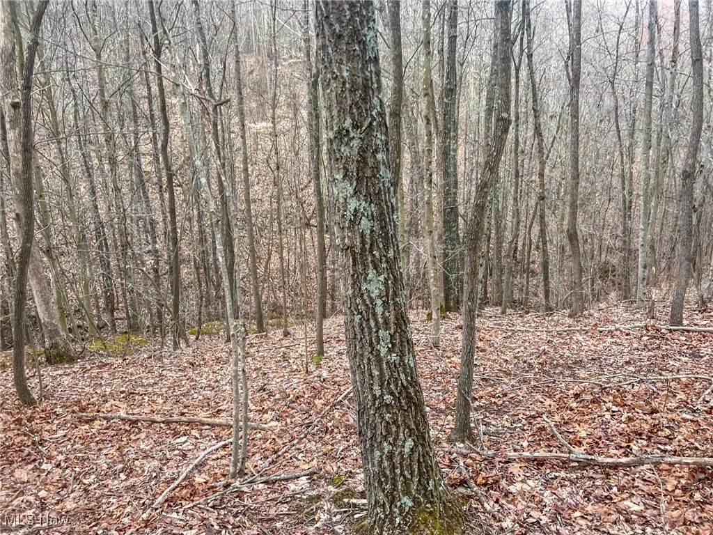 View of local wilderness