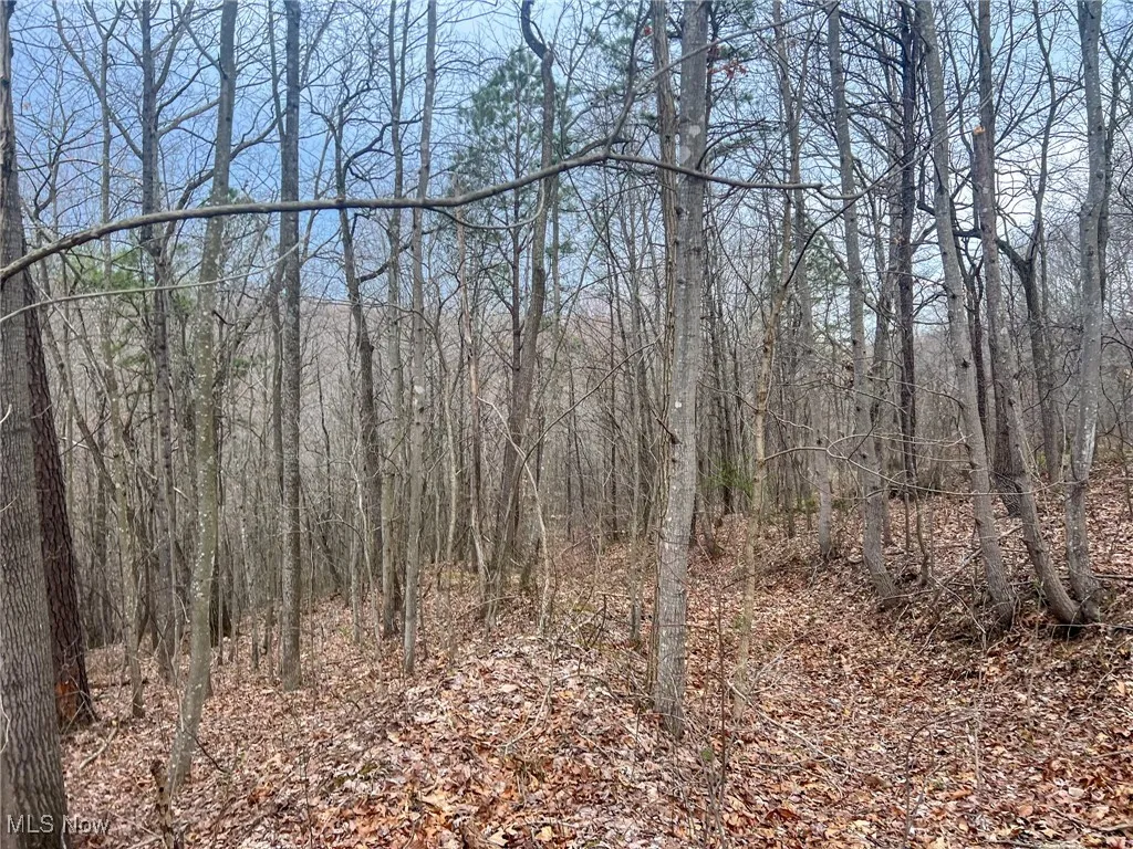 View of local wilderness with a view of trees