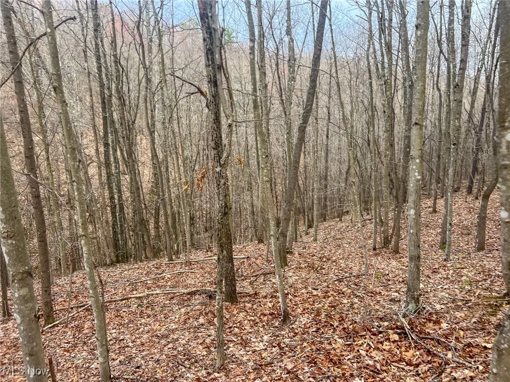 View of local wilderness with a view of trees