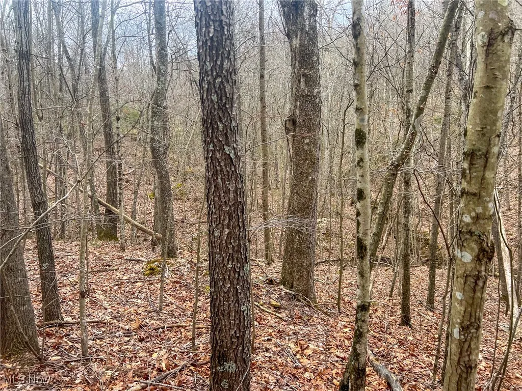 View of local wilderness with a wooded view