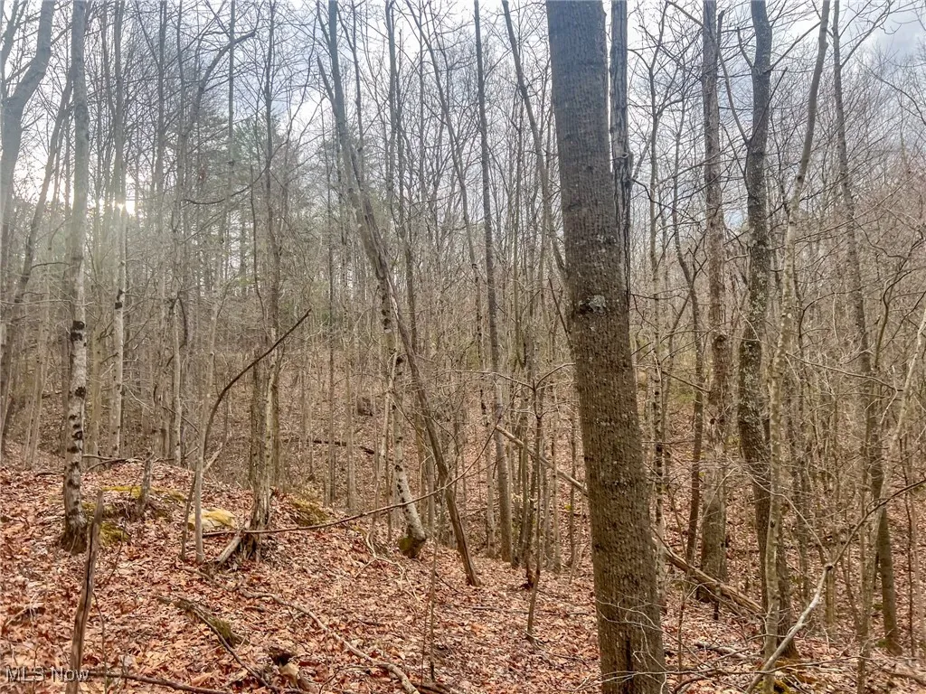 View of local wilderness with a forest view