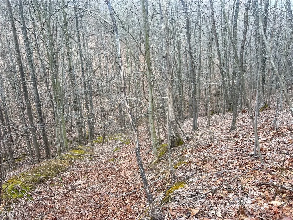 View of local wilderness