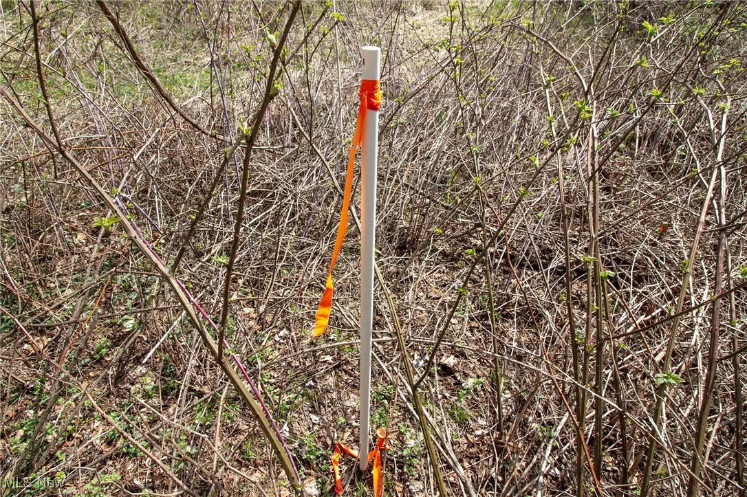 View of local wilderness