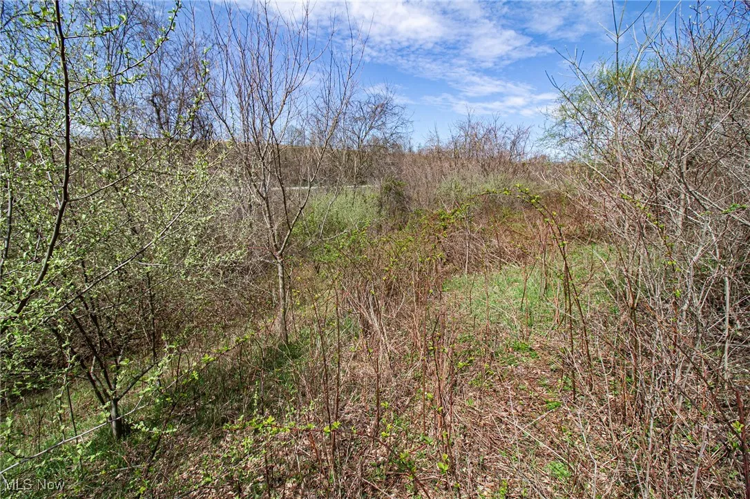 View of local wilderness