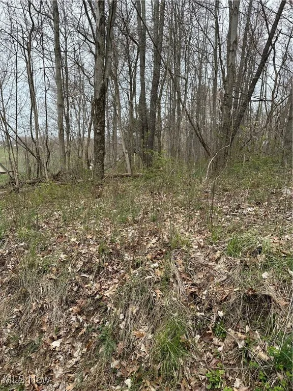 View of local wilderness