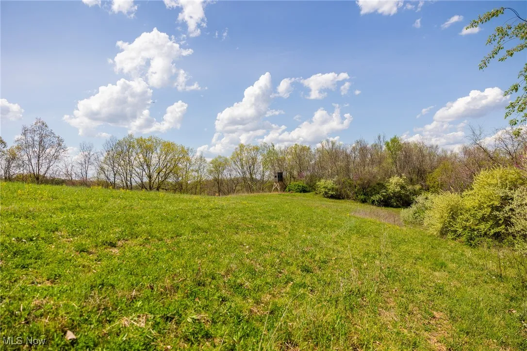 View of local wilderness