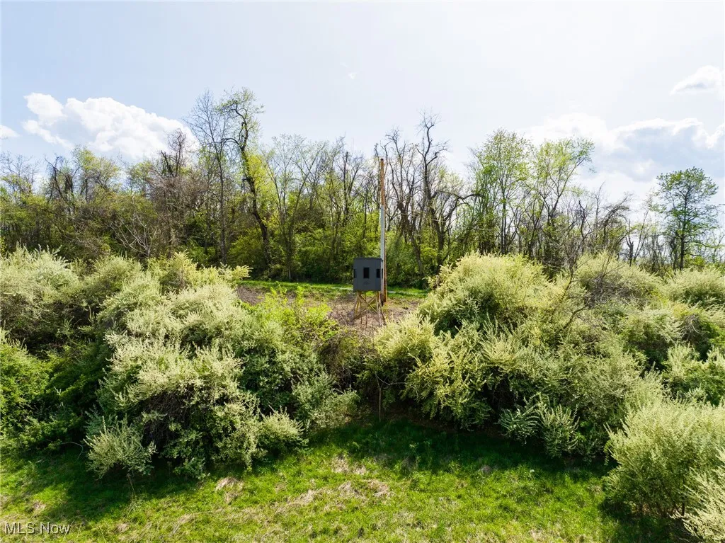 View of local wilderness