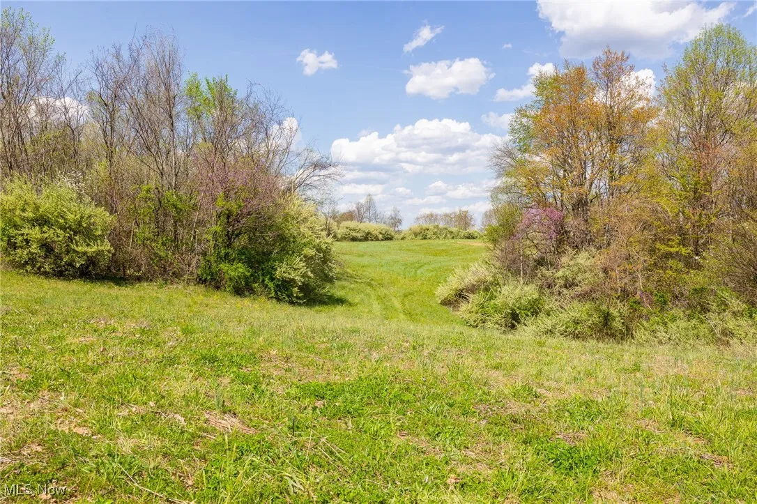 View of local wilderness