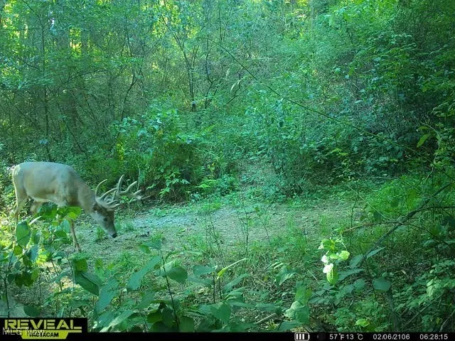 big bucks on camera