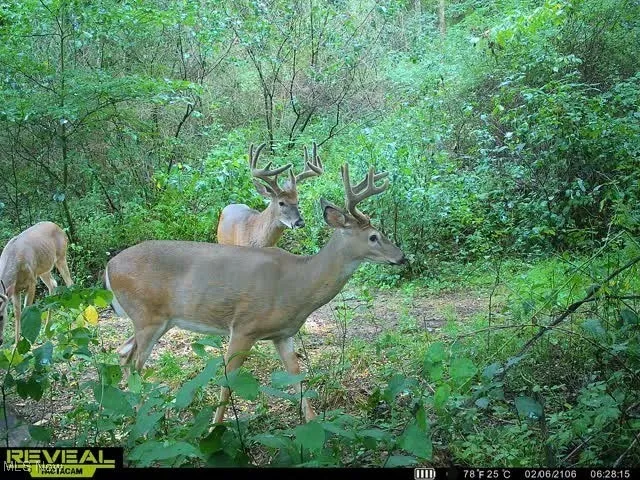 Bucks galore