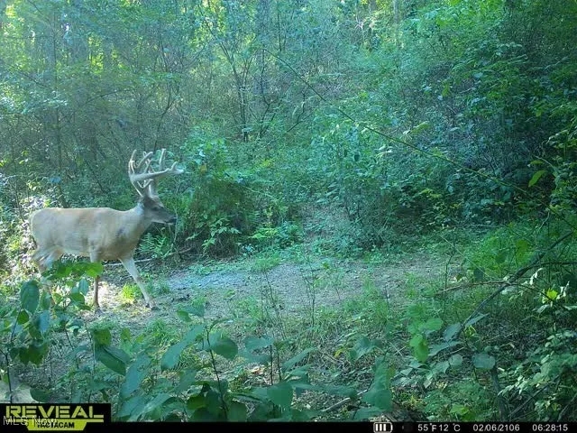 Nice mature whitetail deer!
