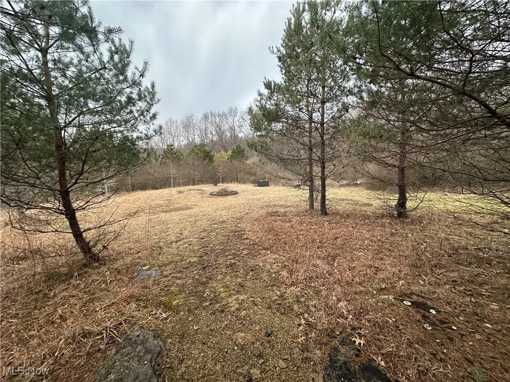 View of local wilderness