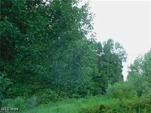 View of landscape dense woods