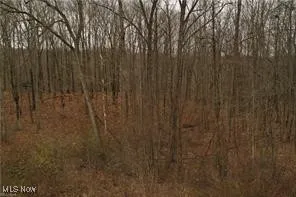 View of local wilderness