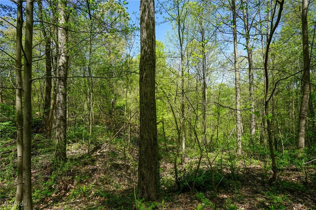 View of tree filled area