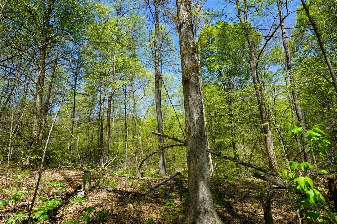 View of wooded area