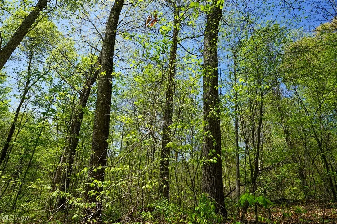 View of woods