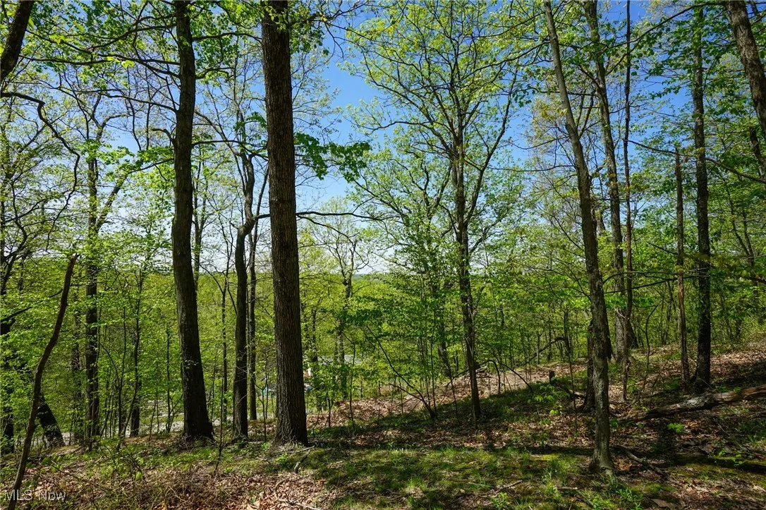 View of wooded area