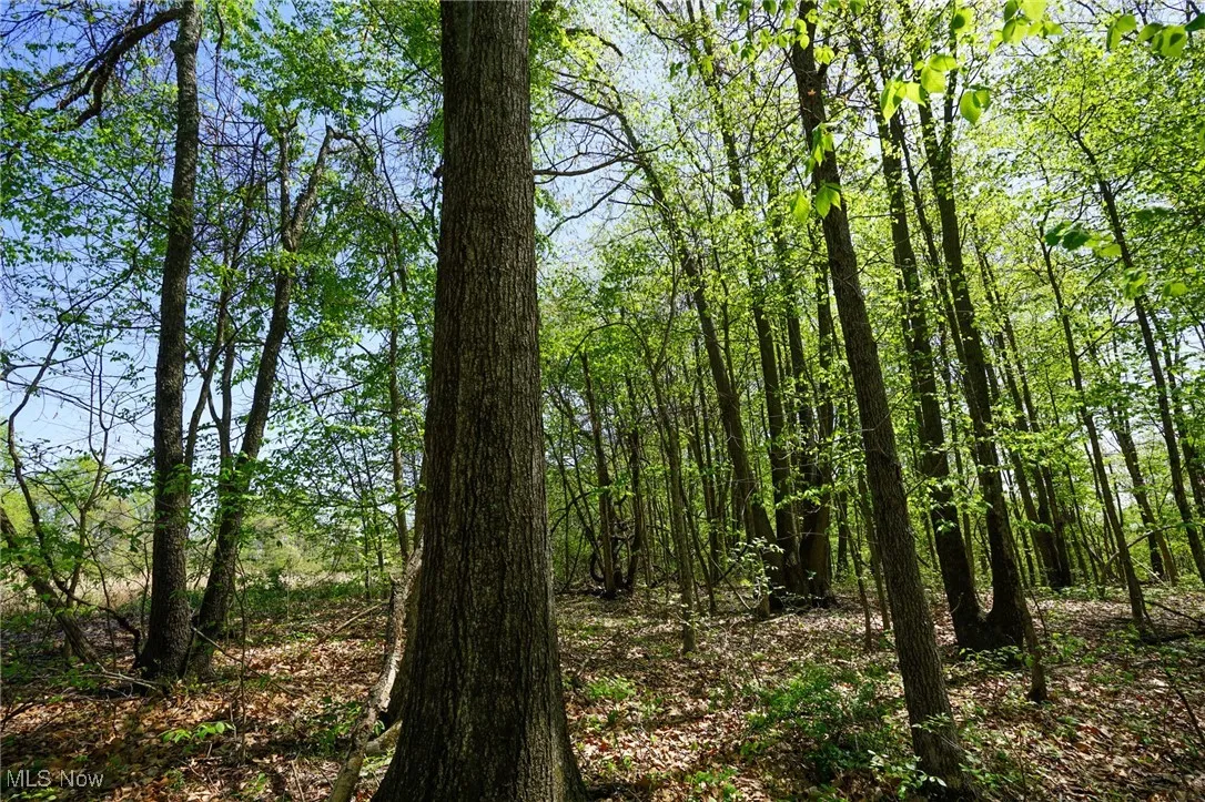 View of local wilderness