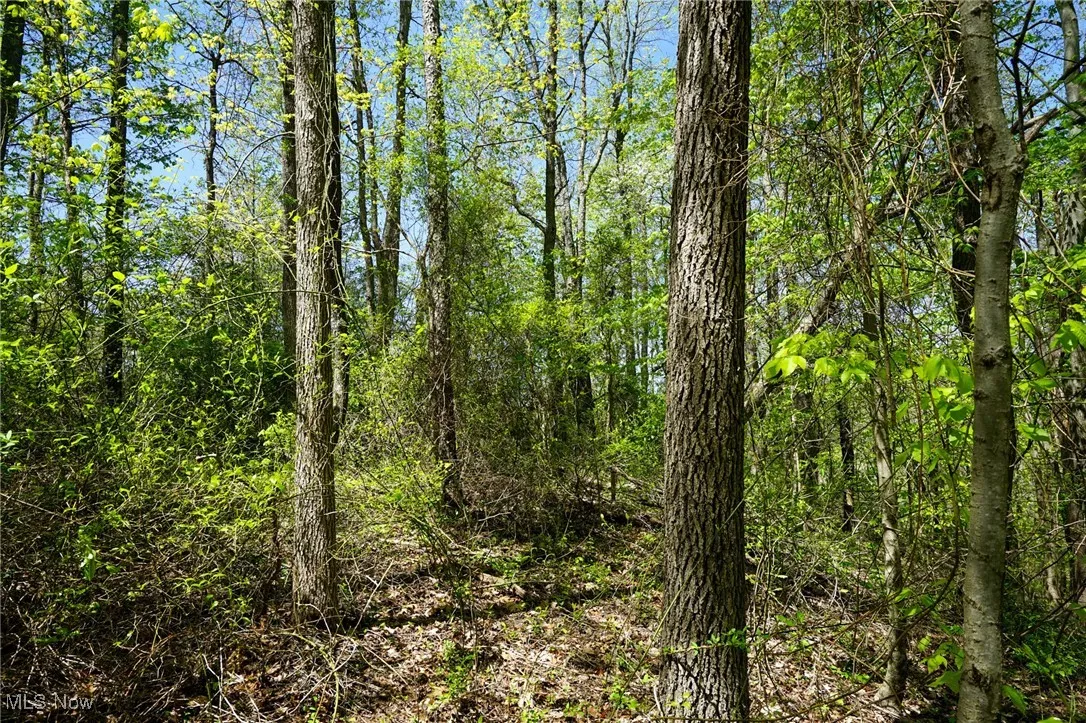 View of tree filled area